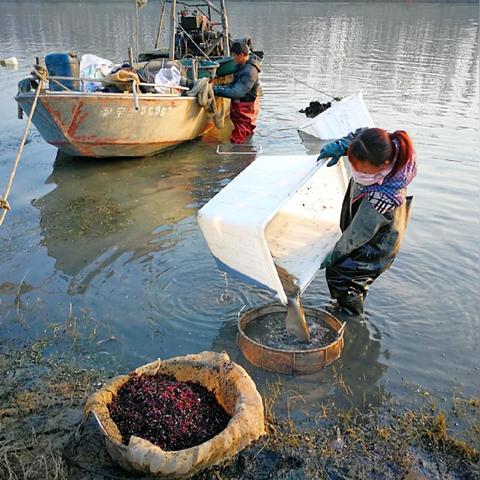 红虫最新市场行情分析，价格走势解析