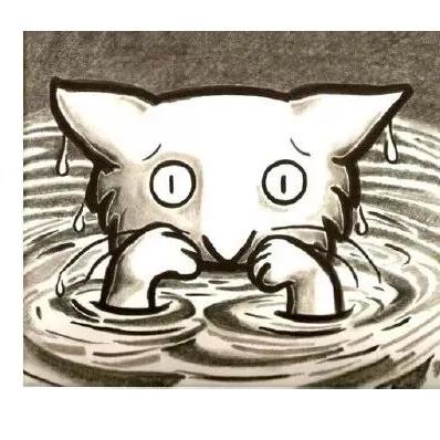 猫咪官网最新版，猫咪世界探索指南