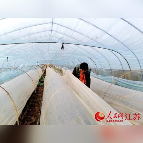 徐州花菜行情更新，市场走势分析