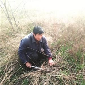 黄芩最新价格动态，查询及分析指南