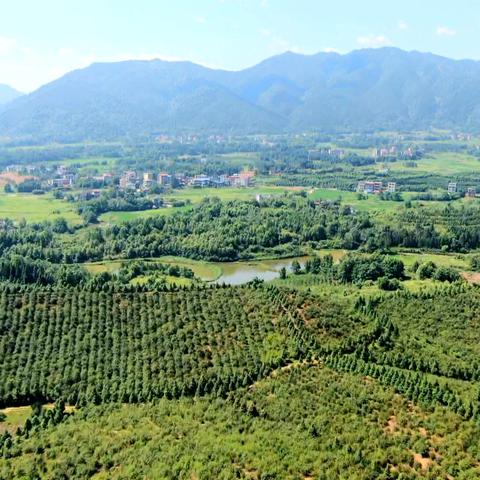 最新林业法解读，政策深度剖析