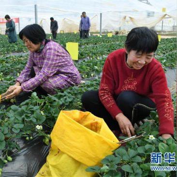 莱西最新招工信息大解析，招工信息详解！