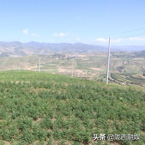 定西土豆最新市场行情分析，价格走势解析